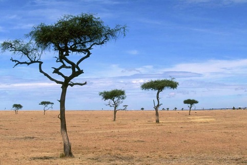 Scattered Acacia Trees