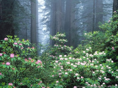 redwoods and rhododendrons